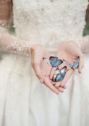  kupu-kupu Beauty 🦋