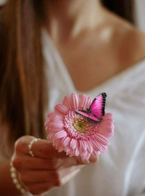  papillon Beauty 🦋