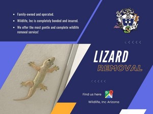 Lizard Removal