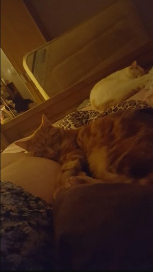 My two sleep next to me again