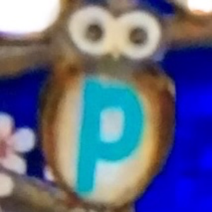  Owls P