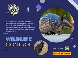 Phoenix Wildlife Control