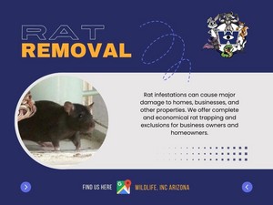 Rat Removal Phoenix