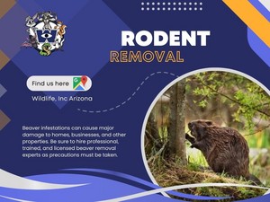 Rodent Removal Phoenix