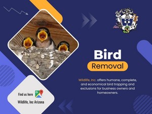 Scottsdale Bird Removal