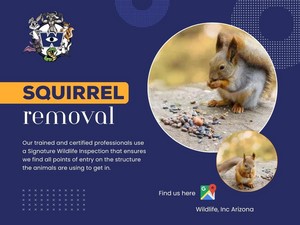 Squirrel Removal Phoenix
