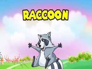  raccoon