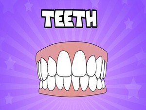  teeth