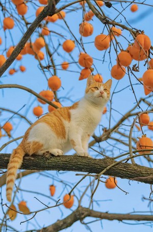 Cat x Fruit