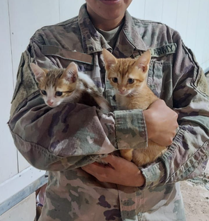  mèo In The Military