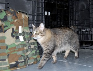  Kucing In The Military
