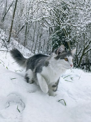  Kucing in snow❄️🐈