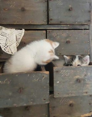  Cute gattini 🐈‍⬛