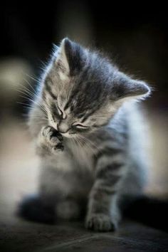  Cute anak kucing 🐈‍⬛