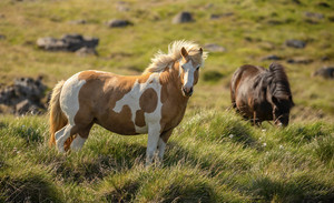  Icelandic घोड़े | द्वारा Thorfinnur Sigurgeirsson