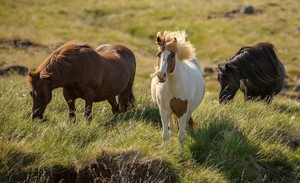 Icelandic Horses | by Thorfinnur Sigurgeirsson 
