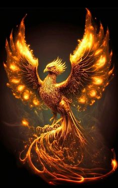 Phoenix Rising 💛