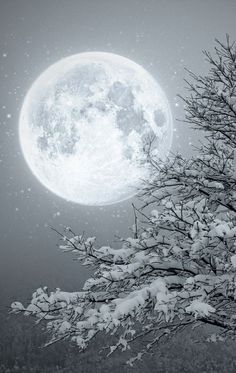 Winter Moon ❄️