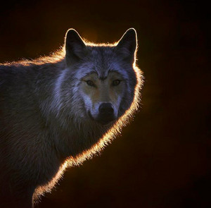  بھیڑیا in Finland | سے طرف کی Niko Pekonen