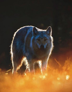  wolf in Finland | door Niko Pekonen