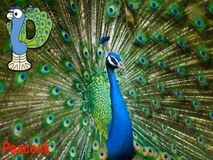  peacock