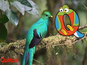  quetzal