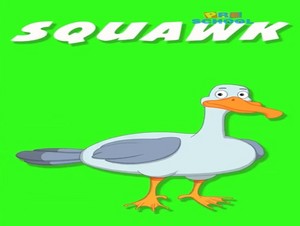  squawk