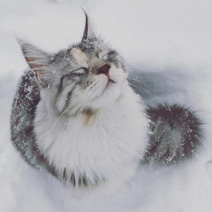  chats in snow❄️🐈