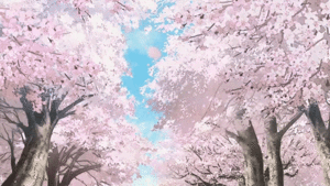 cereja blossom 🌸