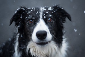  Dog Playing In The Snow