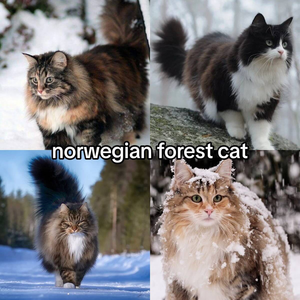  Kitties😻 ~ Norwegian Forest