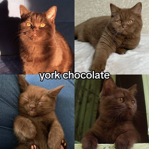  Kitties😻 ~ York चॉकलेट