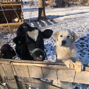 Moo-Shu and Willow | Winter on the Farm🐶❄️🐮