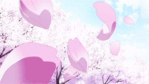  Sakura flores