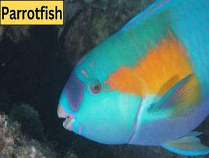  parrotfish