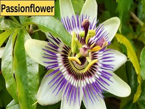  passionflower