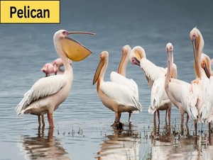 pellicano, pelican