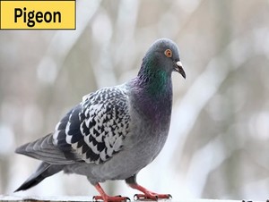  pigeon