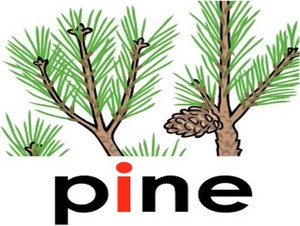  pine