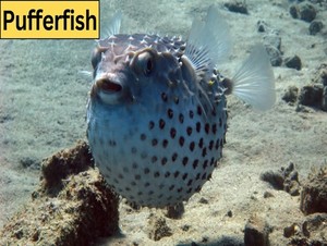  pufferfish