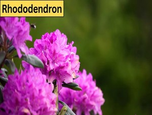  rhododendron
