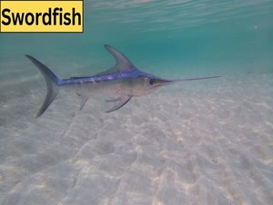  swordfish