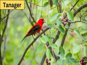  tanager