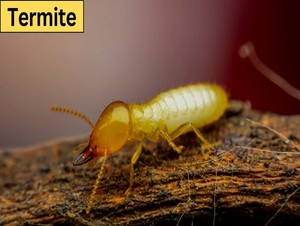  termite