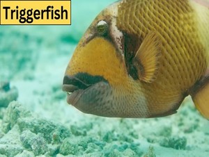  triggerfish