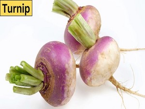  turnip