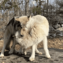 Silas and Nikai | NYWCC | The Wolf Conservation Center