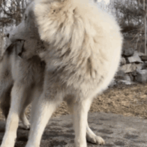  Silas and Nikai | NYWCC | The lobo Conservation Center
