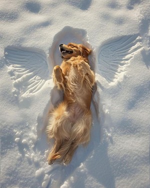  Snow angeli ❄️🐕