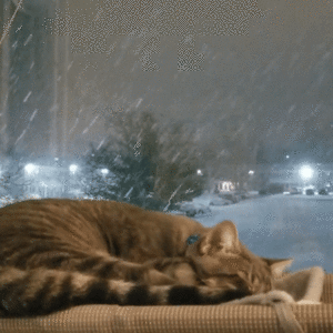  шпатель on a snowy night❄️🐈